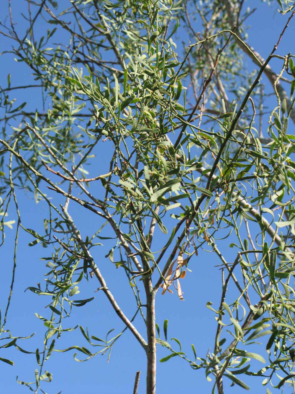              Sun leaves (Winter Haven, FL)       